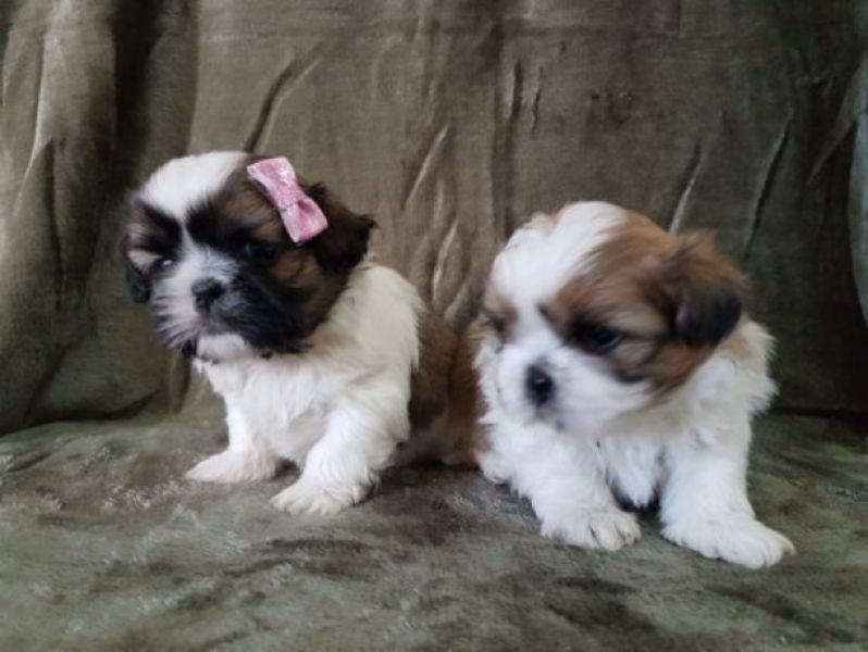 Shih-tzu com lop