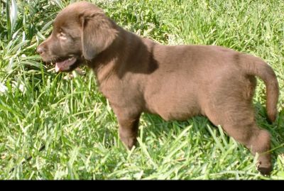 labradores chocolate com pedigre 