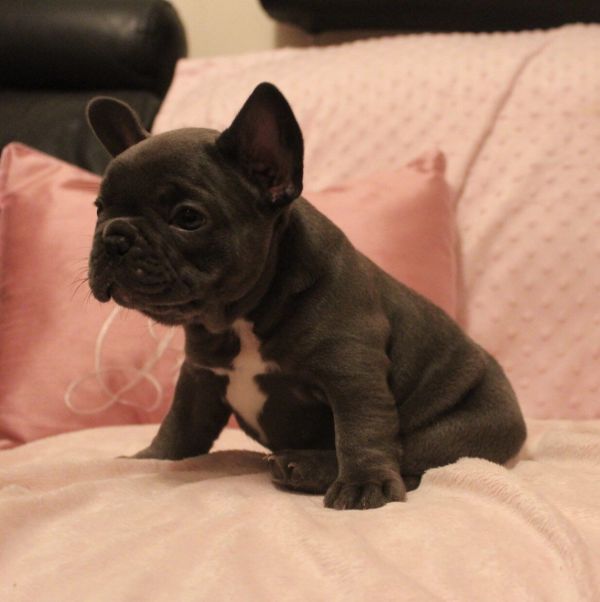 23 Bulldogue francês 