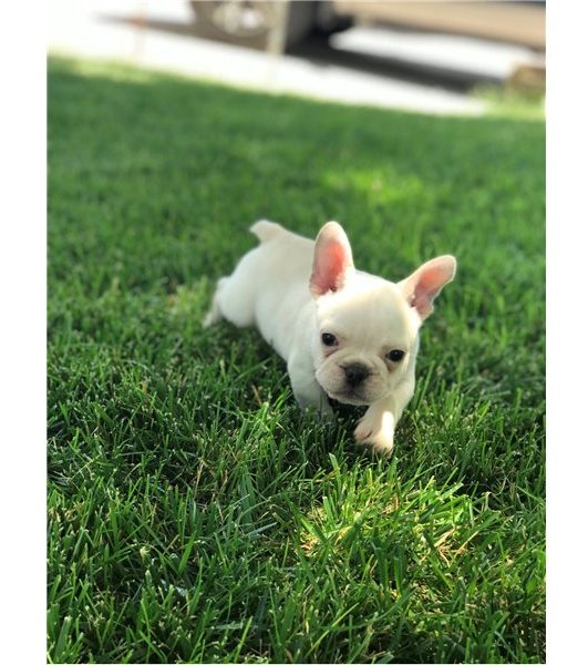 Filhotes Bulldog Francês Saudáveis 