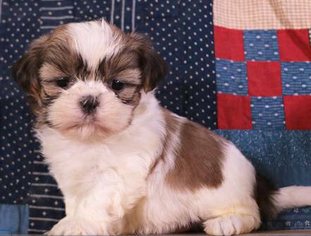 Shih Tzu filhotes