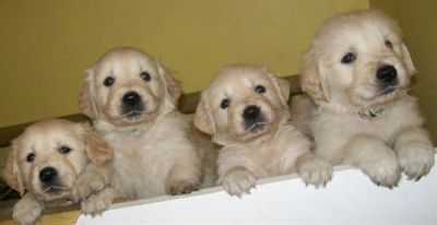 Magníficos kc reg de golden retriever cachorrosMagníficos kc reg de golden retriever cachorros