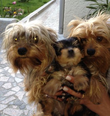 Vendo CADELA YorkShire Terrier