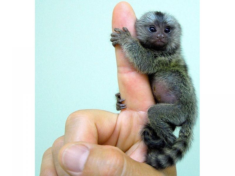 Macacos sagüis e macacos-prego que são domesticados e são excelentes animais domésticos.