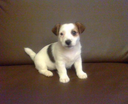 Jack Russell Terrier