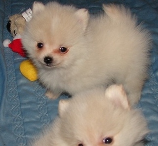 camarada Bebês Pomerânia