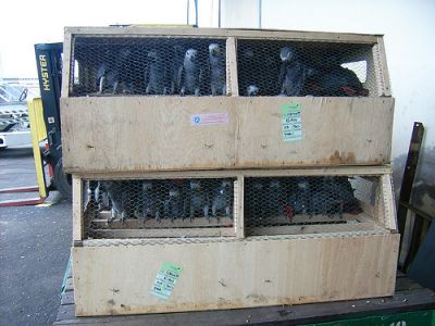 Africano papagaios cinzentos Disponível