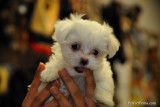 Uma fêmea maltês cachorro