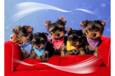 Yorkie cachorros Charme