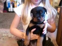 Filhotes de Rottweiler prontos agora