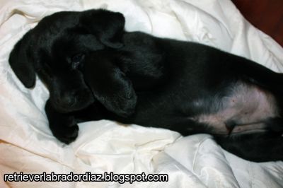 Retriever Labrador, Macho (Videos e Fotos)