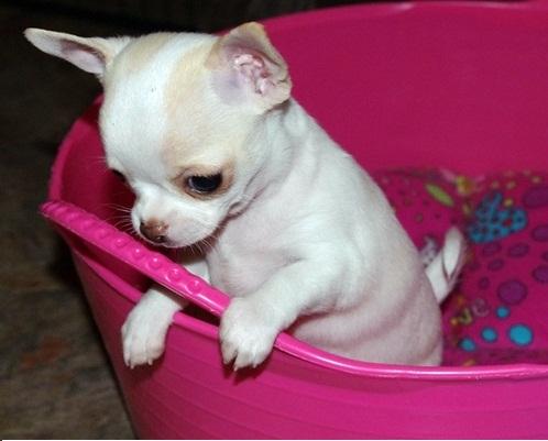 Filhote fêmea de Chihuahua