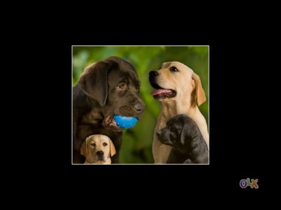 labradores ja com 2 vacinas -- exelentes -- 924255433