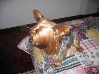 Cachorros yorkshire terrier