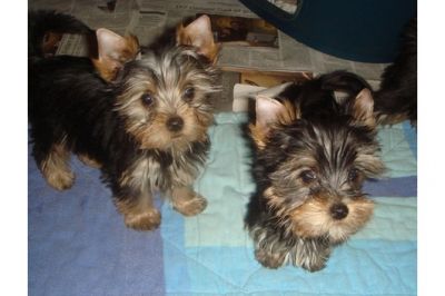 Yorkshire filhotes disponíveis.