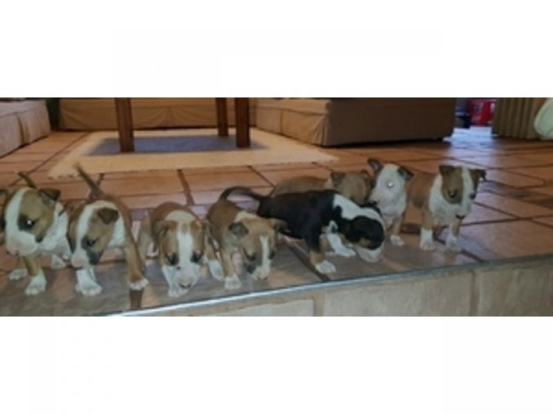 Filhotes de cachorro Bull Terrier Ingleses