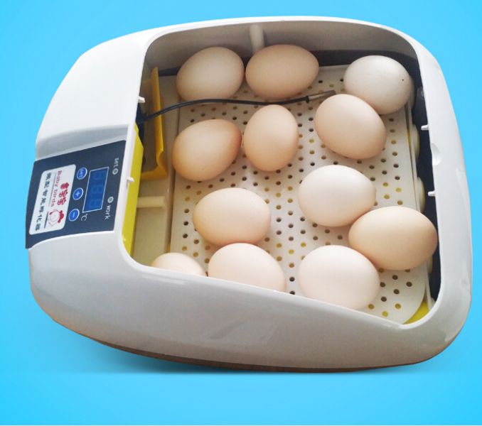 Papagaios e ovos de papagaio