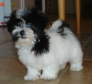 T copo deslumbrante cachorrinho branco da Pomerânia fêmea