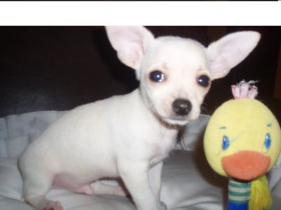 Chihuahuas pêlo curto