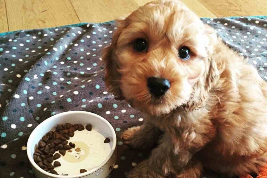 Filhotes de Golden Doodle  machos e fêmeas 