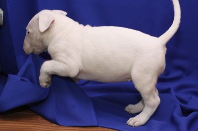 Filhotes de bull terrier machos e fêmeas em vivo.