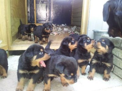 Rottweiler cachorros para la venta