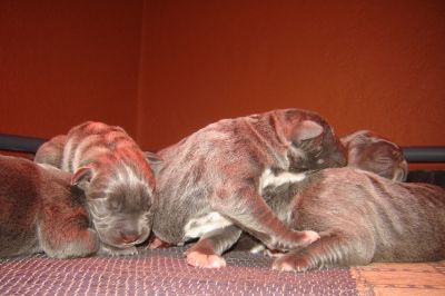 Casal do Libro - Cane Corso Italiano