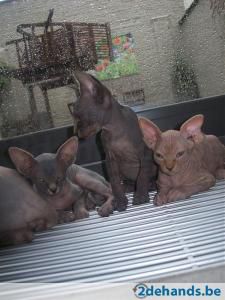 Sphynx kitten met stamboom