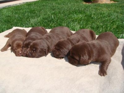 labradores retriever 