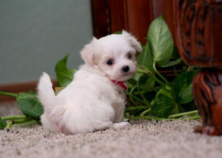 14 semanas velho macho & fêmea Maltês cachorros para uma nova casa