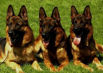 pastores alemaes - preto afogueado