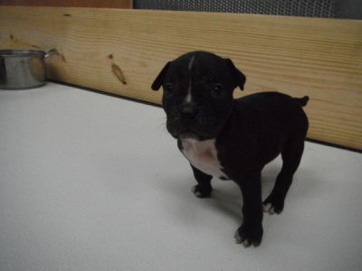 Padrão Feminino Pit Bull filhote de cachorro