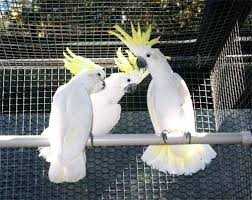 Papagaios de cacatua com crista de enxofre