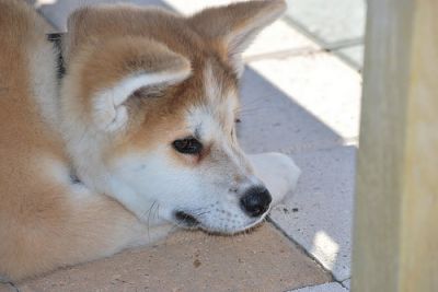 filhotes de Akita inu para adopção 