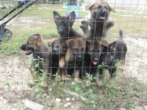 Bonito, puro-sangue alemão filhotes Pastor
