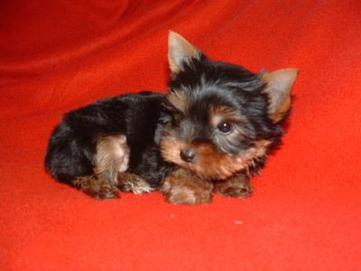 Teacup Yorkie pequeno filhote de cachorro!