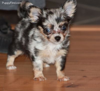 Casa levantou filhotes de AKC masculinos e femininos Chihuahuas