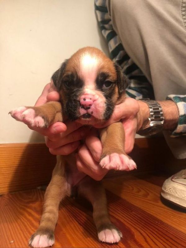 Fêmeas Boxer  Fêmeas Boxer