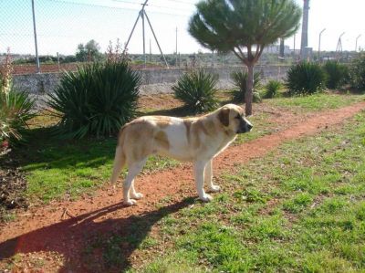 RAFEIRO DO ALENTEJO (Cão de Guarda)