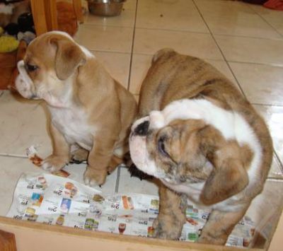 Adorável masculino e feminino Inglês bull dog filhotes prontos para adoção