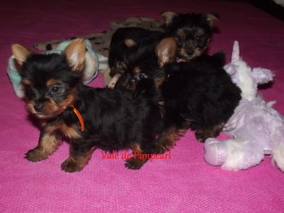 Yorkshire Terrier com LOP e Afixo 