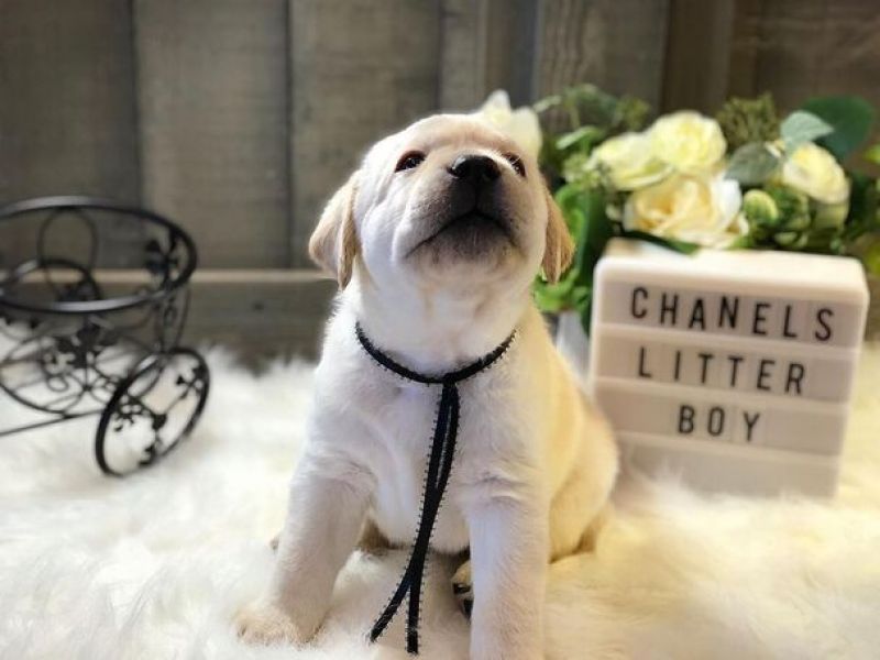 Filhotes de labrador retriever adoráveis