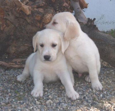 Labrador Retriever cachorros.