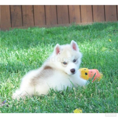 Impressionante Akita filhote de cachorro para um lar amoroso