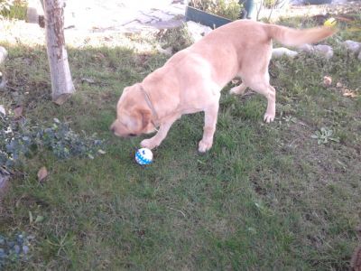 labradores ja com 2 vacinas -- exelentes -- 924255433