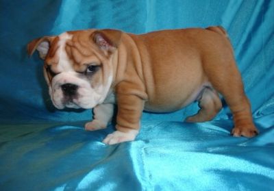 Campeão linha, eles são bons com crianças e outros animais de estimação. São