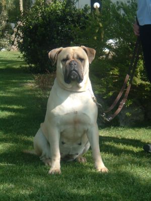 Ninhada Bullmastiff