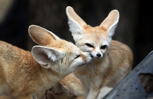 Doces raposas jovens Fennec () prontas