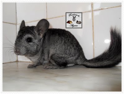 Chinchilas e Porquinhos da India