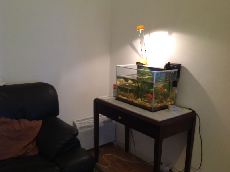 Vivenda com quintal penedo são domingos de rana